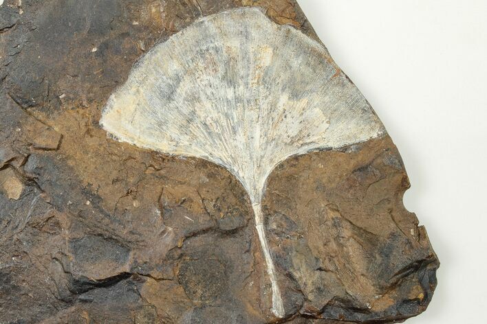 Fossil Ginkgo Leaf From North Dakota - Paleocene #201212